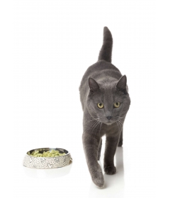 Gamelle plate pour chat Kaos FuzzYard - 2