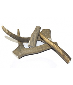 Bois de Cerf Wouandises Wouapy - 1