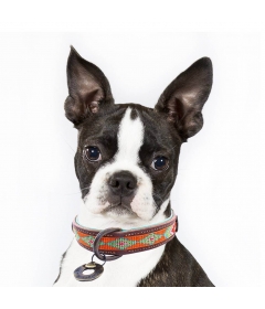 Collier pour chiens - Collier Tiger Lily DWAM - 4