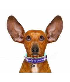 Collier pour chiens - Stella Blue DWAM - 4