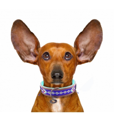 Collier pour chiens - Stella Blue DWAM - 4