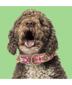 Collier pour chiens - Boho Chica DWAM - 1