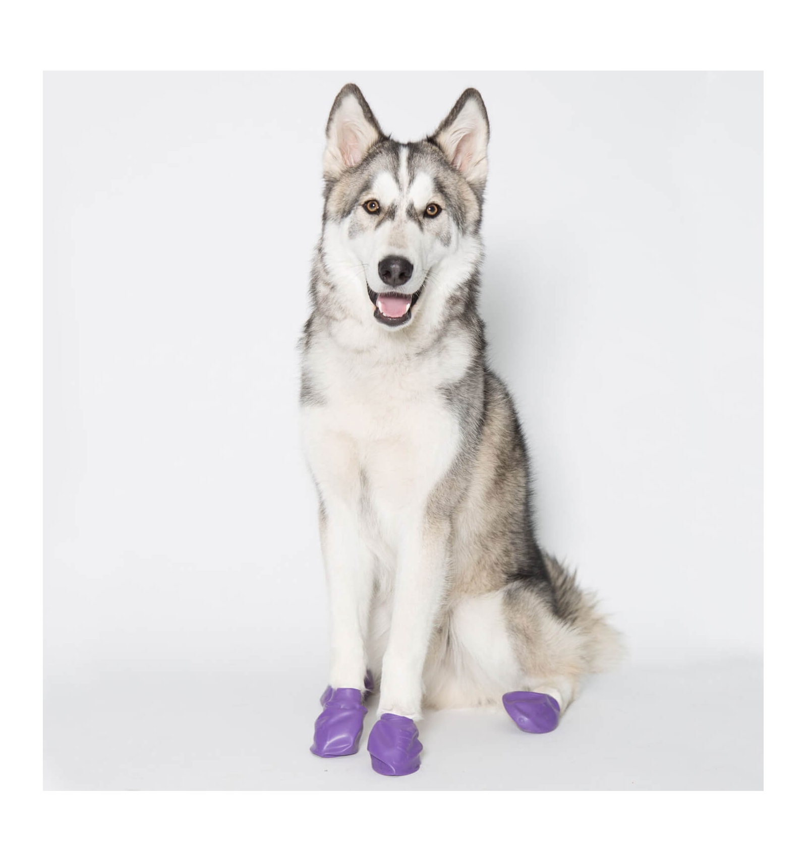 Chaussons chien