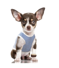 T-shirt pour chiens - T-Shirt Jerry Milk & Pepper - 1