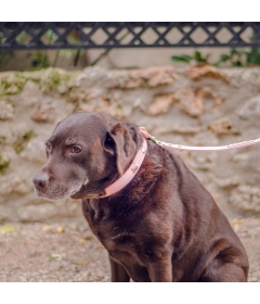 Collier en cuir Classic Pet So Chic - 5