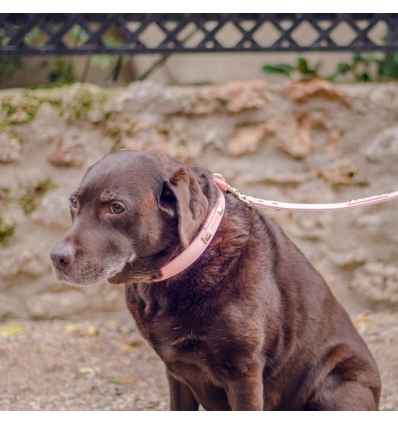 Collier en cuir Classic Pet So Chic - 5