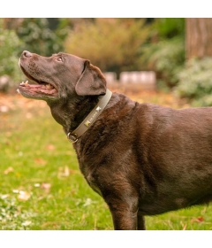 Collier en cuir Classic Pet So Chic - 10