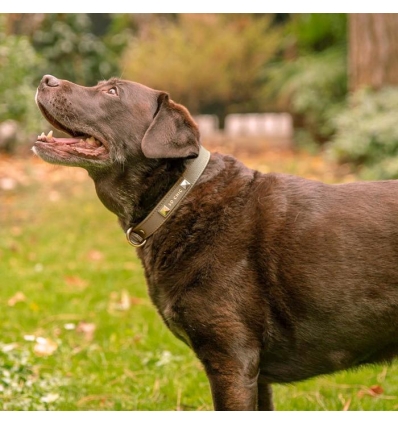 Collier en cuir Classic Pet So Chic - 10