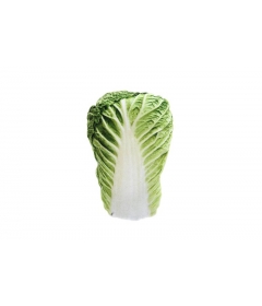 Laitue Matatabi  Ferribiella - 1