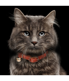 Collier Berlioz Chat Milk & Pepper - 6