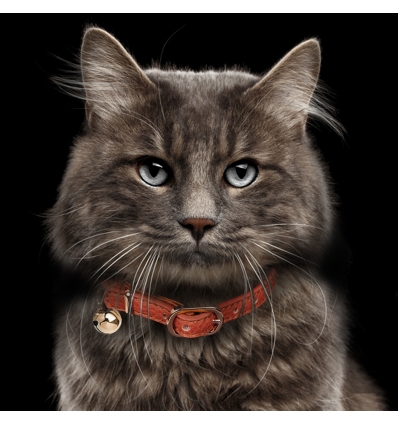 Collier Berlioz Chat Milk & Pepper - 6