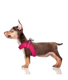 Harnais pour chien - Harnais Dandy Milk & Pepper - 13