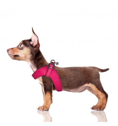 Harnais pour chien - Harnais Dandy Milk & Pepper - 13