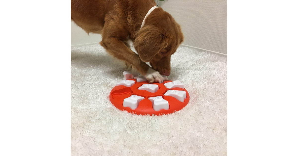 Dog Smart Nina Ottoson - 1