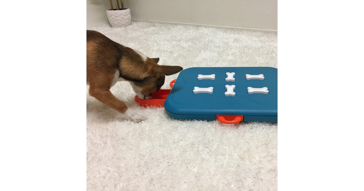 Dog Casino Nina Ottoson - 1