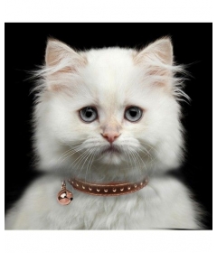 Collier chat Vega Milk & Pepper - 3