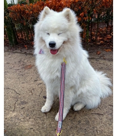 Bandana pour chiens - Bandana FRENCH BANBAN French Bandit - 2