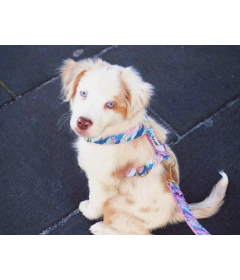 Collier pour chiens - Collier HIPPIE COOL French Bandit - 2