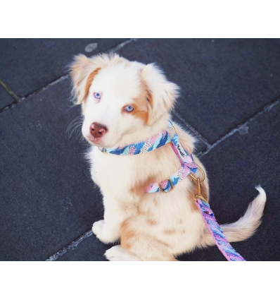 Collier pour chiens - Collier HIPPIE COOL French Bandit - 2