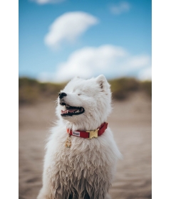 Collier pour chiens - Collier pour chiens - Collier SO RED CHIC French Bandit - 2