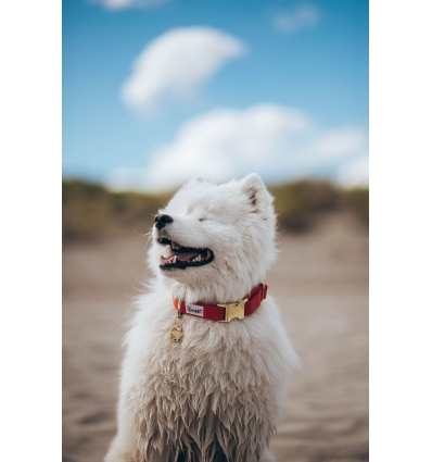 Collier pour chiens - Collier pour chiens - Collier SO RED CHIC French Bandit - 2