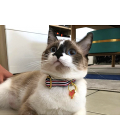 Collier pour chat - Collier THE FRENCH BANBAN Chat French Bandit - 2