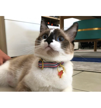 Collier pour chat - Collier THE FRENCH BANBAN Chat French Bandit - 2