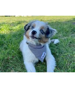 Bandana pour chiens - Bandana IN THE NAVY