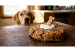 Gâteau DIY pour chien : 5 Recettes Express et Saines